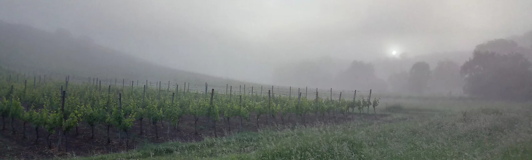 Weinberg im Nebel